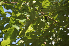 Lonchura striata subsquamicollis