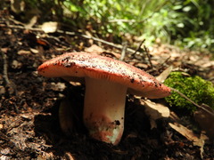 Russula persanguinea