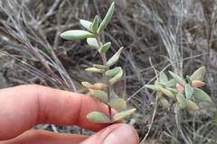 Crassula pubescens