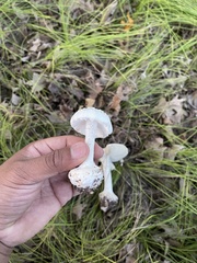 Amanita abrupta