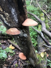 Rhodotus palmatus