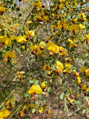 Bossiaea rhombifolia