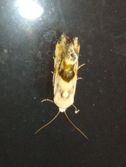 Ponometia candefacta