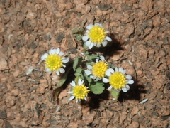 Calotis multicaulis