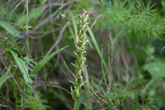 Platanthera aquilonis