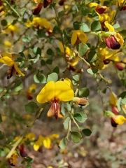 Bossiaea rhombifolia