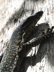 Varanus varius
