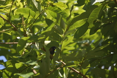 Lonchura striata subsquamicollis