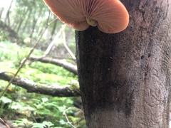 Rhodotus palmatus