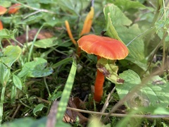 Hygrocybe