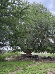 Ficus petiolaris palmeri