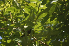 Lonchura striata subsquamicollis