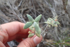 Crassula pubescens