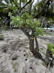Heliotropium arboreum