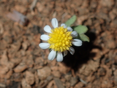 Calotis multicaulis