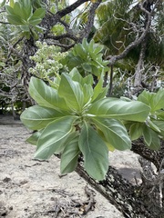 Heliotropium arboreum
