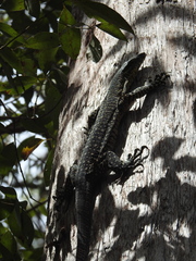 Varanus varius
