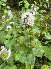 Mentha aquatica