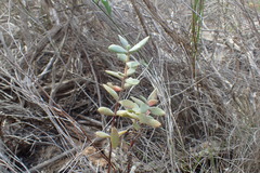 Crassula pubescens