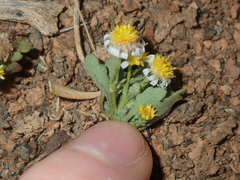 Calotis multicaulis