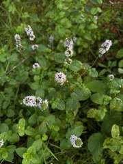 Mentha aquatica