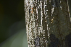 Oecophylla smaragdina