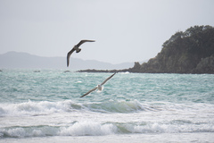 Larus dominicanus dominicanus