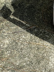 Eutropis longicaudata