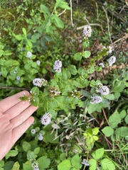 Mentha aquatica