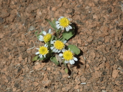 Calotis multicaulis