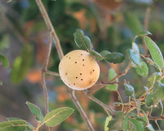 Amphibolips quercuspomiformis