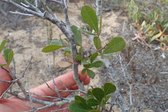 Searsia laevigata laevigata