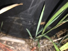Dysdera crocata