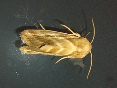 Schinia trifascia