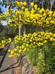 Acacia acinacea