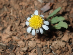 Calotis multicaulis