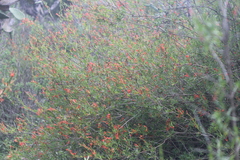 Anisacanthus quadrifidus