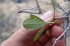 Searsia laevigata laevigata