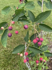 Amelanchier