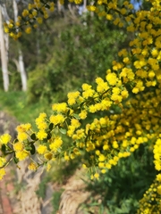 Acacia acinacea