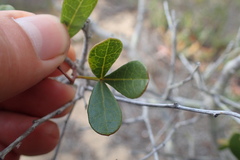 Searsia laevigata laevigata