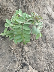 Schinus terebinthifolia