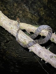 Trimerodytes aequifasciatus