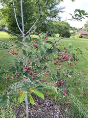 Amelanchier