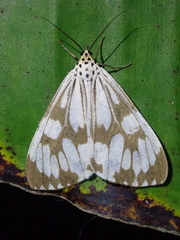 Nyctemera adversata