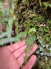 Notogrammitis heterophylla