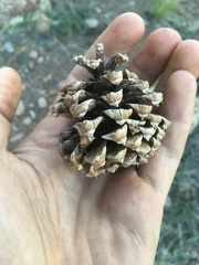 Pinus ponderosa