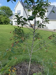 Amelanchier