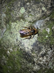 Phalerimeris phalerata