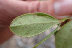 Searsia laevigata laevigata